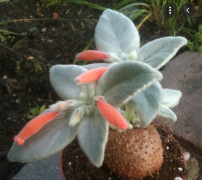 Sinningia leucotricha - Зображення 2
