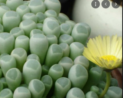 Fenestraria aurantiaca - Зображення 2