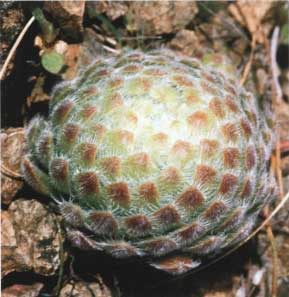 Sempervivum ciliosum