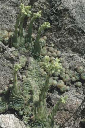 Sempervivum ciliosum