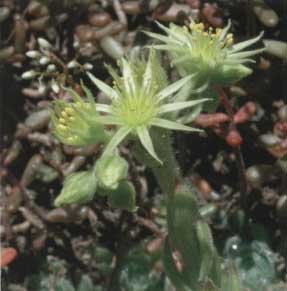 Sempervivum ciliosum
