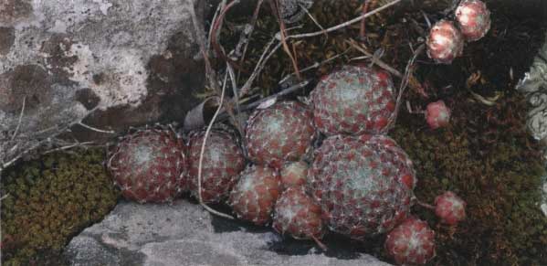 Sempervivum ciliosum