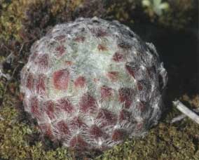 Sempervivum ciliosum