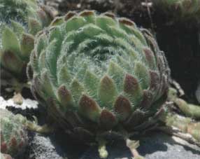 Sempervivum ciliosum