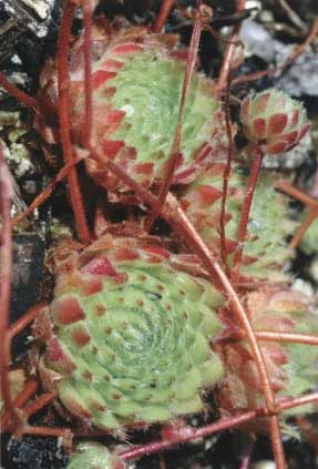 Sempervivum ciliosum