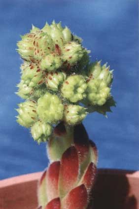 Sempervivum ciliosum