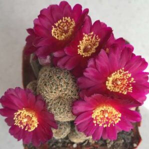 Sulcorebutia sp, кущик