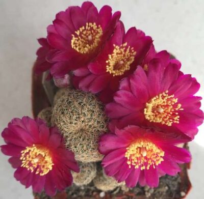Sulcorebutia sp, кущик