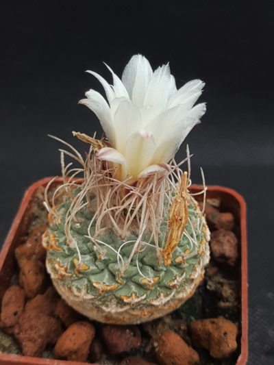 Strombocactus disciformis