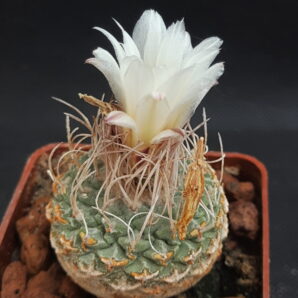 Strombocactus disciformis | 83