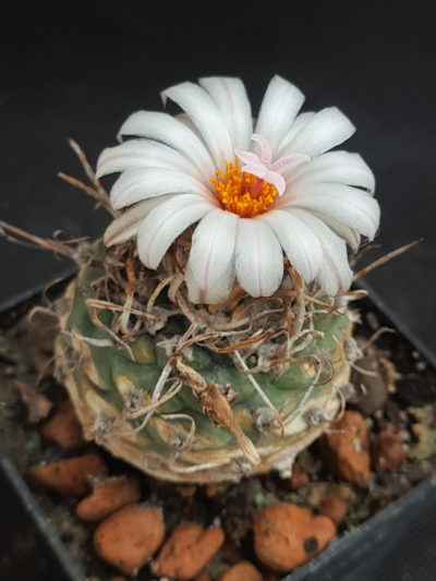 Turbinicarpus schwarzii