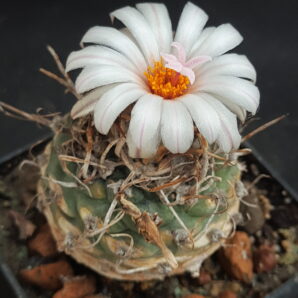 Turbinicarpus schwarzii | 91