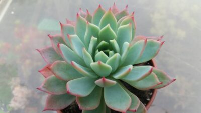 ECHEVERIA "KIROV"