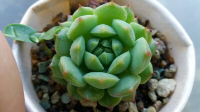 ECHEVERIA "RAMILLETTE" - Зображення 2