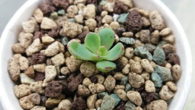 ECHEVERIA "Sitifukumiama' x Moranii" - Зображення 2