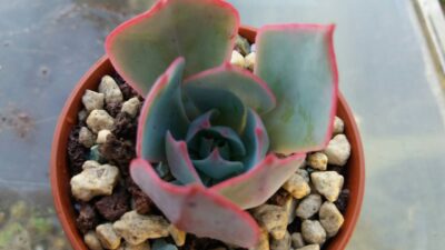 ECHEVERIA "AMISTAR" - Зображення 2
