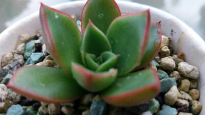 ECHEVERIA "HEDES"