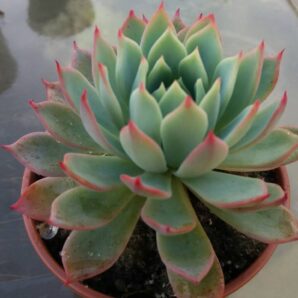 Echeveria "KIROV"