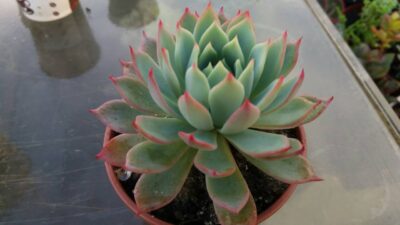 Echeveria "KIROV"