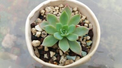 ECHEVERIA "KIROV" - Зображення 3