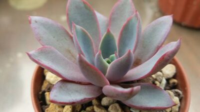 Echeveria "HERA" - Зображення 2