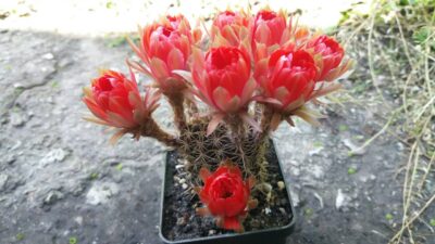 Lobivia "Arachnacantha f. nigra red" - Зображення 3