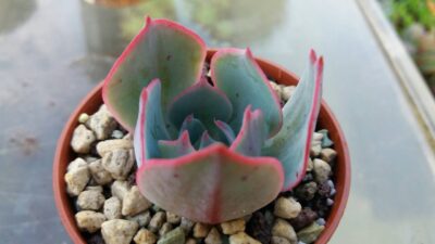 ECHEVERIA "AMISTAR"