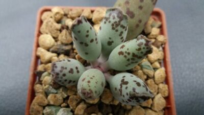 Adromischus "Silver Tubes" - Зображення 2