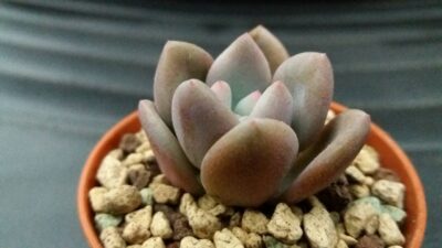 Pachyveria "OPALINA"