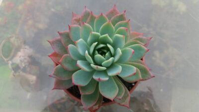 ECHEVERIA "KIROV"