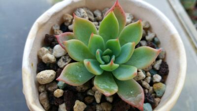 ECHEVERIA "KIROV" - Зображення 3