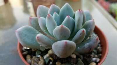 Pachyveria "SV"