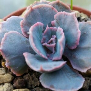 ECHEVERIA "TRUFFLES"