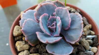 ECHEVERIA "TRUFFLES"
