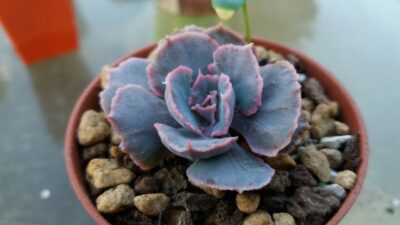 ECHEVERIA "TRUFFLES" - Зображення 2