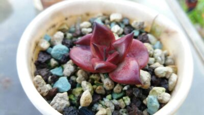 ECHEVERIA agavoides "ROMEO RUBIN" - Зображення 2