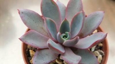 Echeveria "HERA"