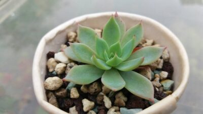 ECHEVERIA "KIROV" - Зображення 2