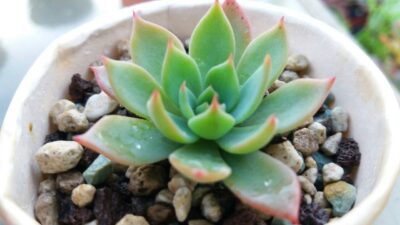 ECHEVERIA "KIROV" - Зображення 2