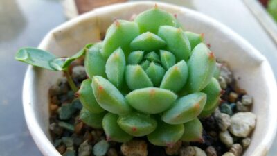ECHEVERIA "RAMILLETTE"