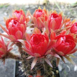 Lobivia "Arachnacantha f. nigra red" | 57