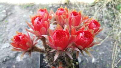 Lobivia "Arachnacantha f. nigra red"