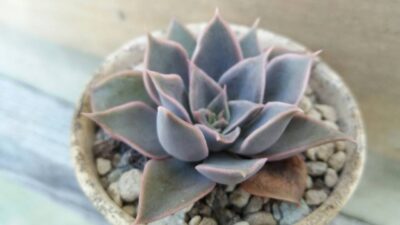 ECHEVERIA "DARK DESIRE"