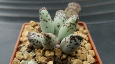 Adromischus "Silver Tubes"