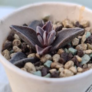 LENOPHYLLUM "GUTTATUM" VAR. | 73