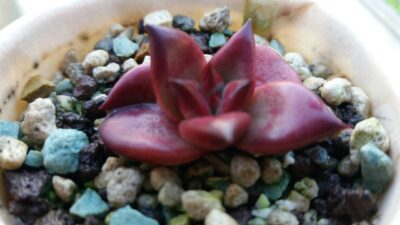 ECHEVERIA agavoides "ROMEO RUBIN"