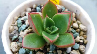 ECHEVERIA "HEDES" - Зображення 2