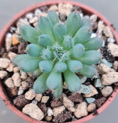 ECHEVERIA "RUNDELLII"