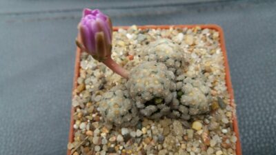 MAMMILLARIA THERESAE - Зображення 2