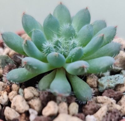 ECHEVERIA "RUNDELLII" - Зображення 5